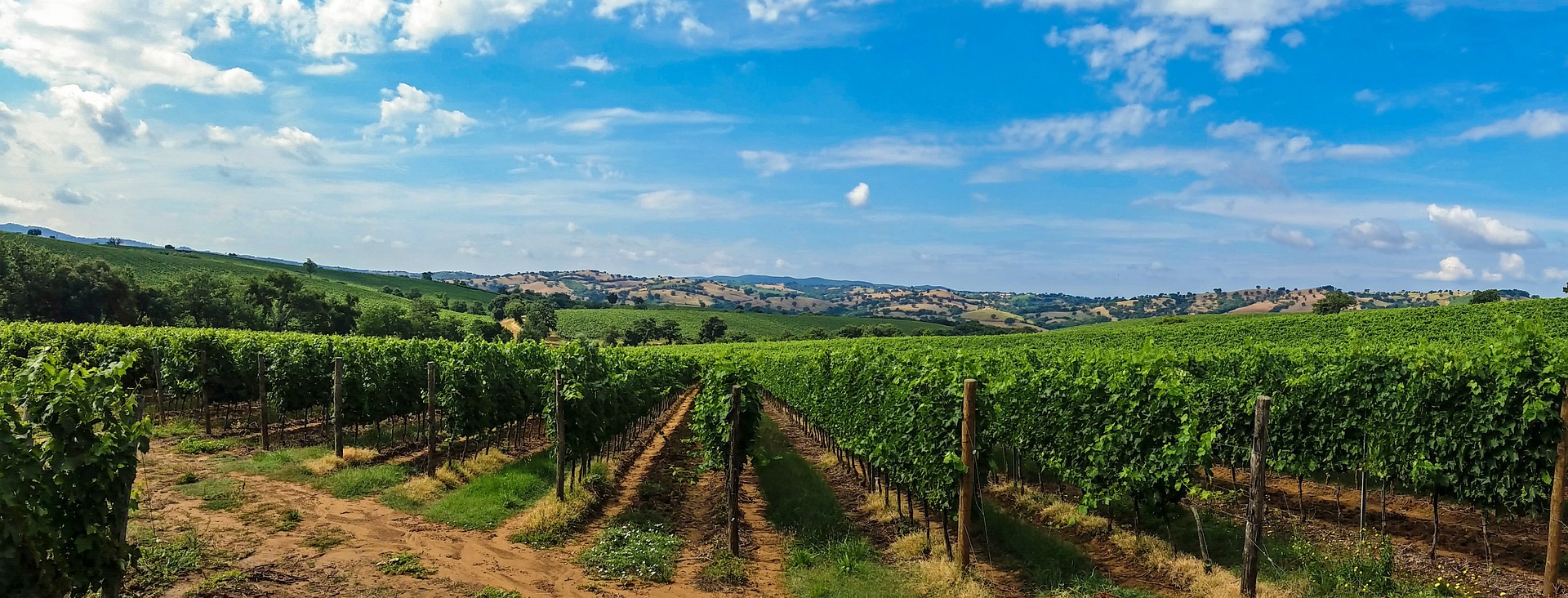 Tuscany vinyard