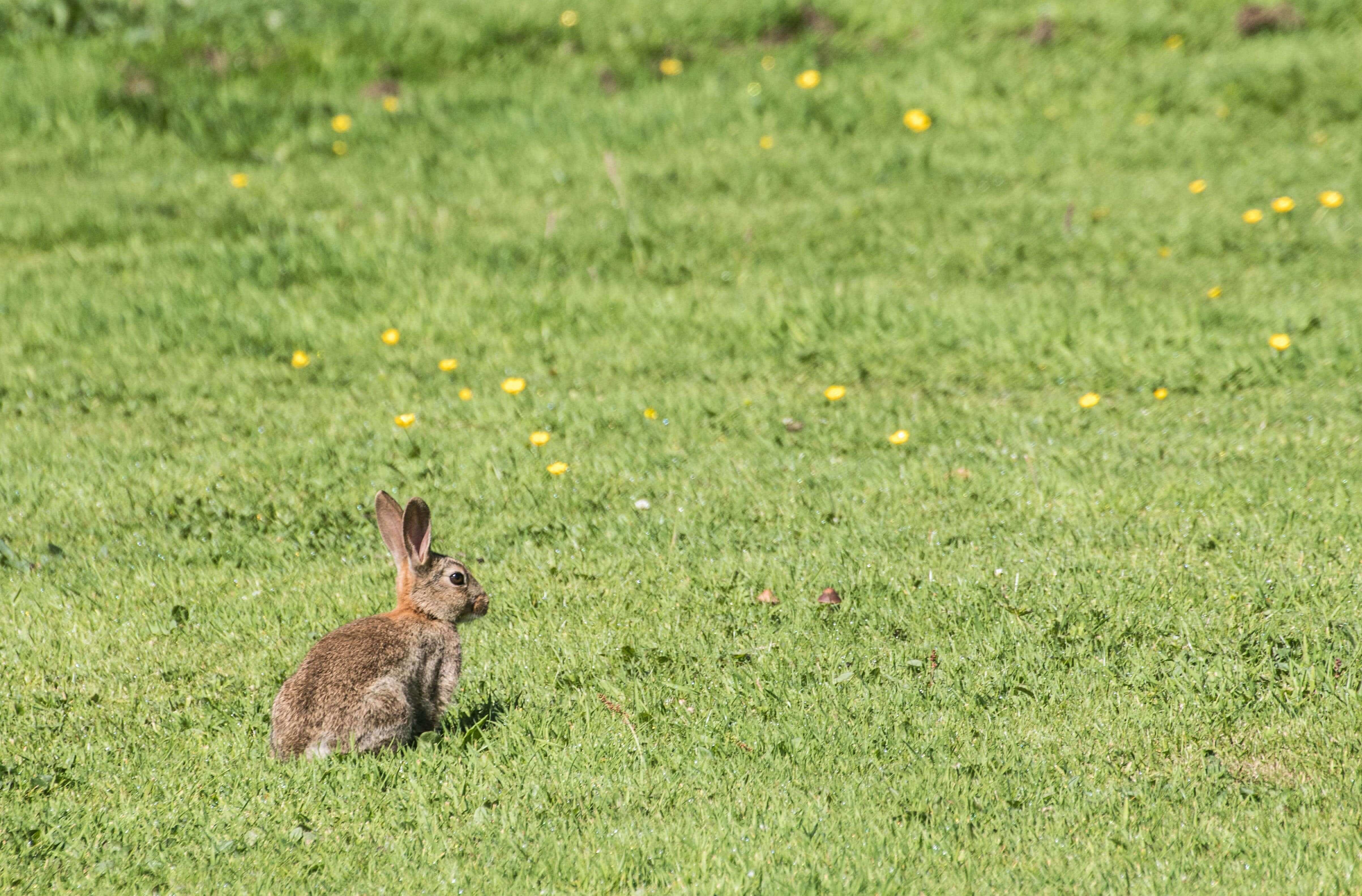 A rabbit in the middle of garden