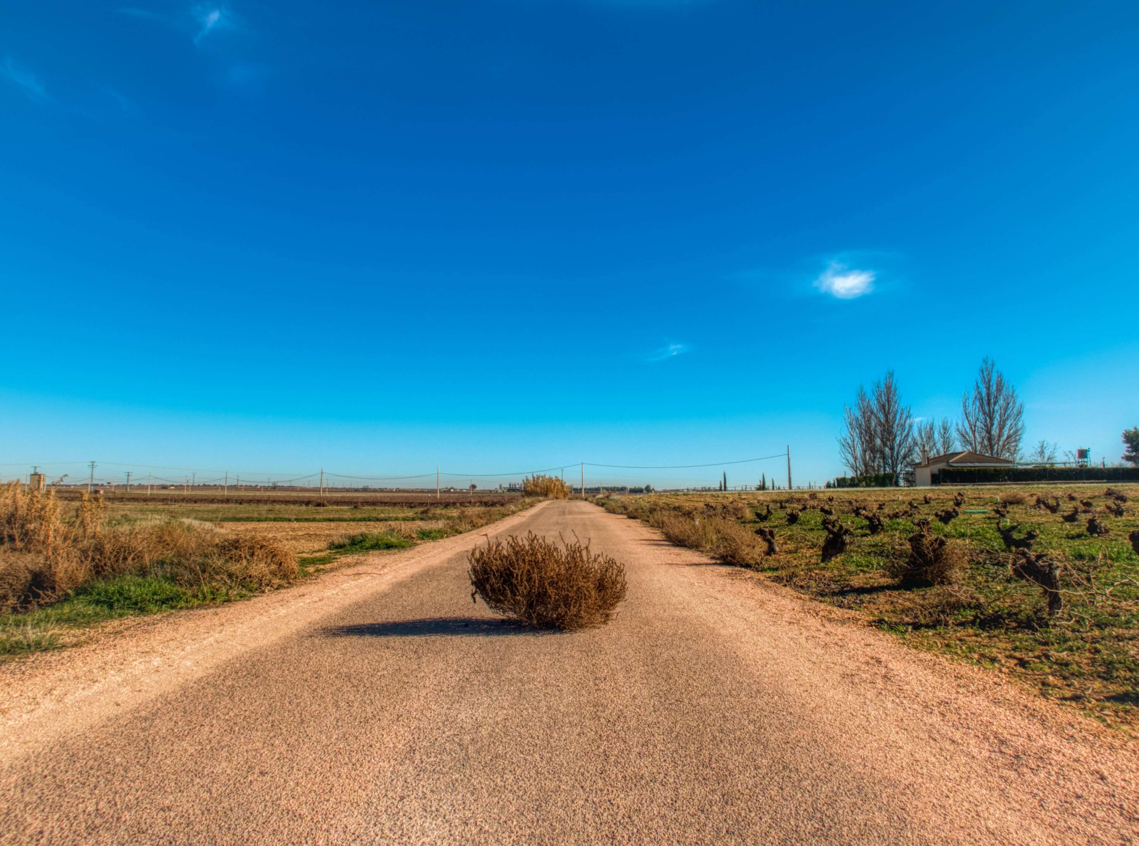 tumbleweed on a road