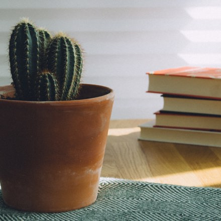 A plant with books